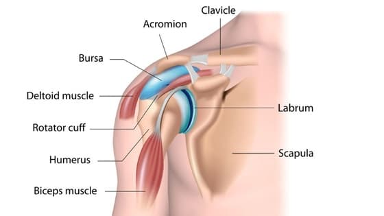 Thumbnail for Anatomy of the shoulder
