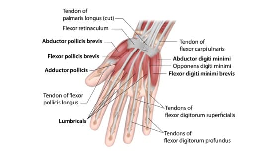 Thumbnail for Anatomy of the hand