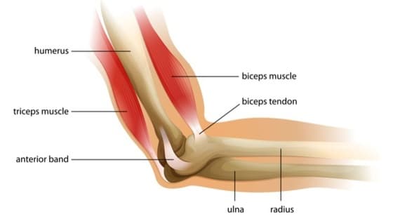 Thumbnail for Anatomy of the elbow